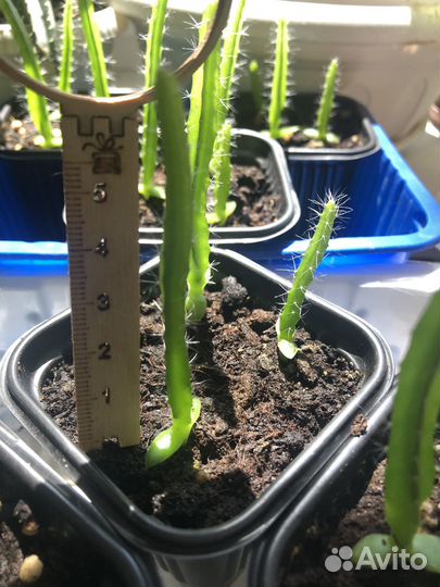 Питахайя (драконий фрукт)