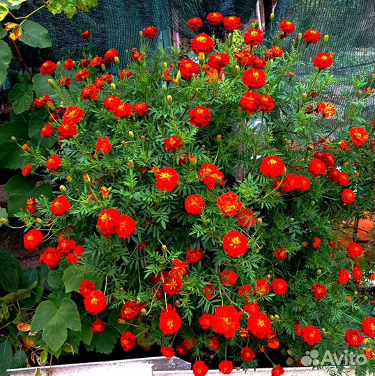 Цветы бархатцев