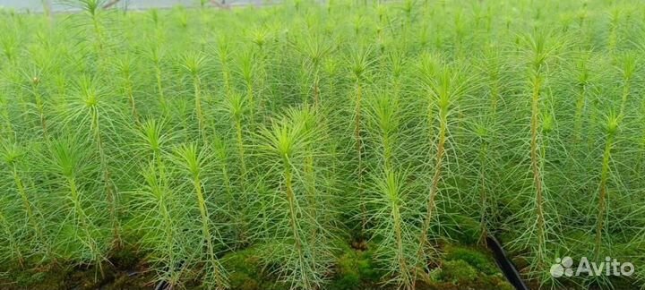 Саженцы сосны обыкновенной зкс оптом