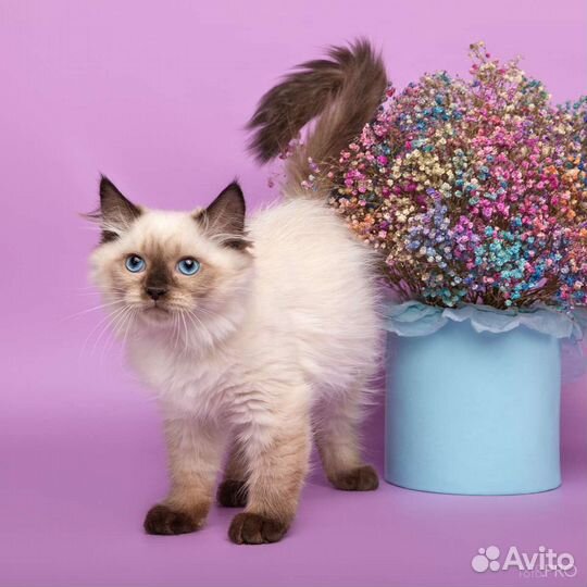 Котята для души
