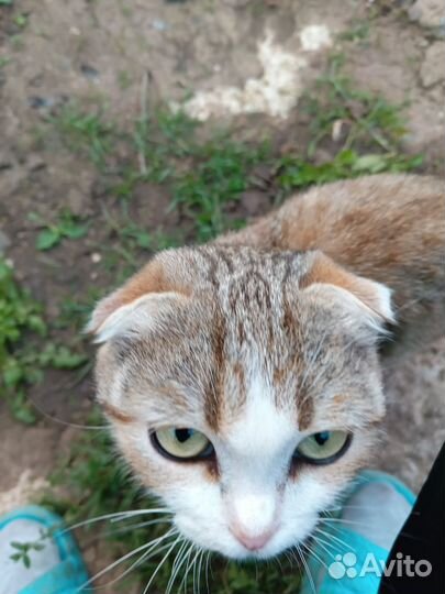 В добрые руки