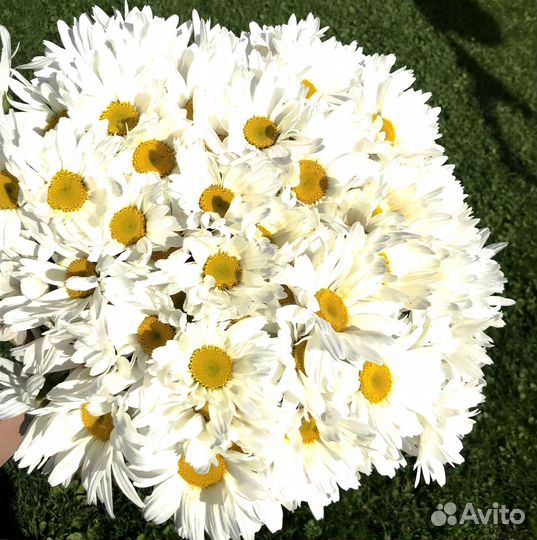 Ромашки, букет цветов,Ромашки опт