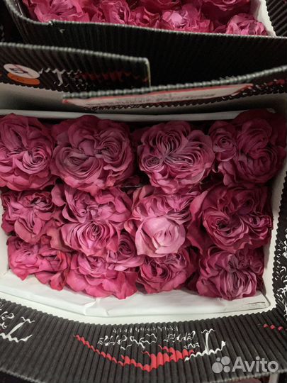 Цветы Букеты Розы от 15 шт 101 51 25 роз Доставка