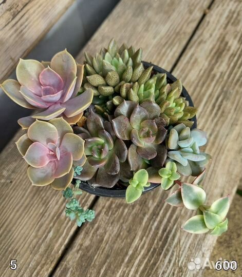 Садик из суккулентов