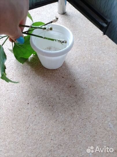 Гибискус китайская роза