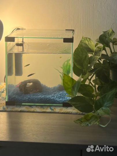 Аквариум