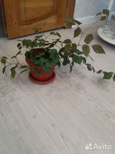 Циссус (комнатный виноград)