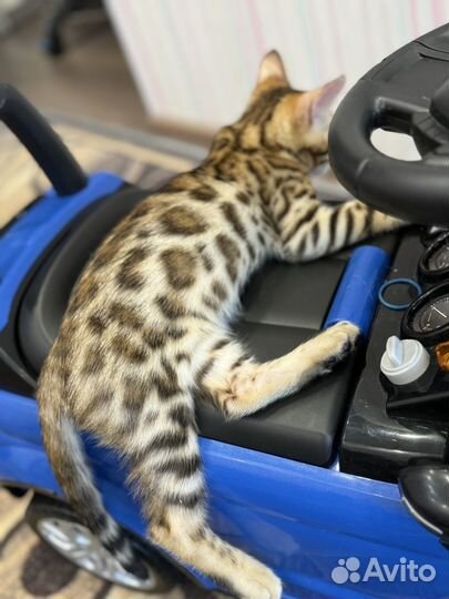 Бенгальский котенок девочка