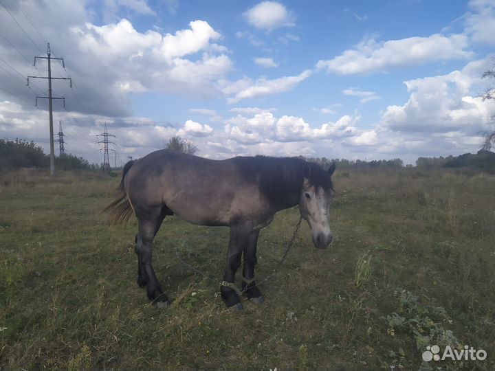 Жеребец и кабылка