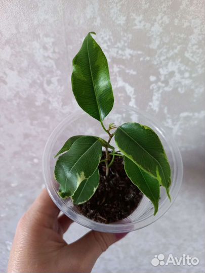 Замиокулькас и фикус Бенджамина
