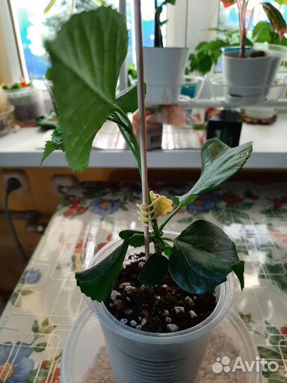 Гибискус сортовой комнатный