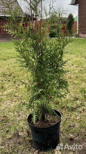 Туя западная брабант