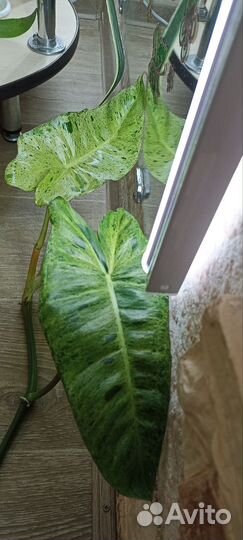 Домашние Растения