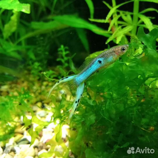 Радужница Боэсмана, Гуппи голубая, криветки вишня