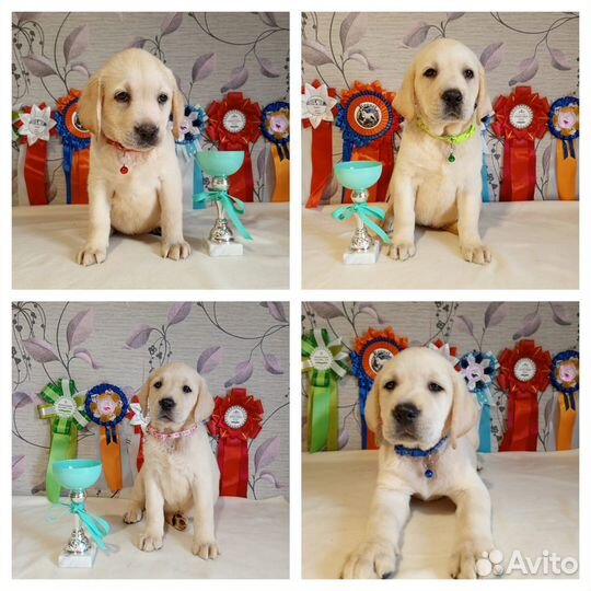 Щенки лабрадора. Все окрасы. Питомник