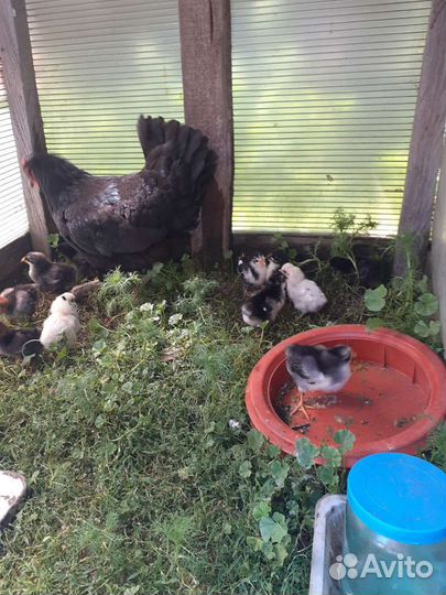Куры цыплята