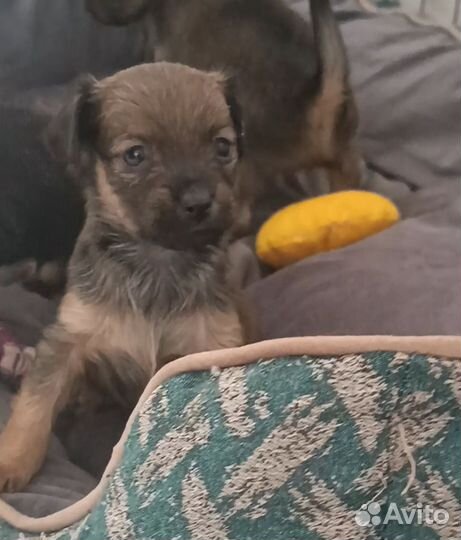 Той-терьер щенки