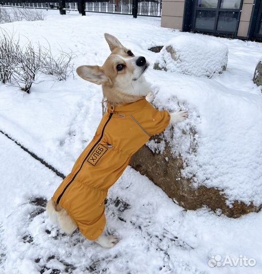 Костюм для корги девочки