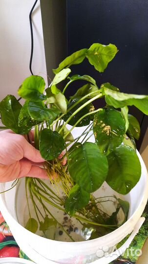 Растения для аквариума