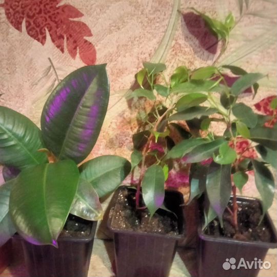 Фикусы эластик