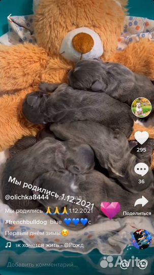 Вязка голубой француз бульдог