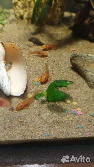 Анциструс супер ред