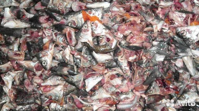 Рыбные отходы