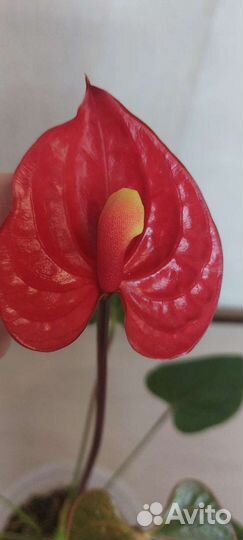 Антуриум Ред Коралл