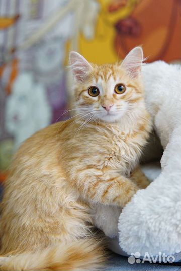 Котенок в добрые руки