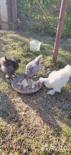 Цыплята китайских шёлковых