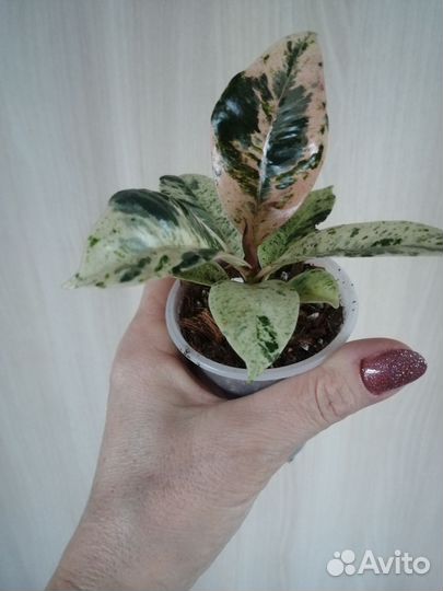 Фикус шривериана