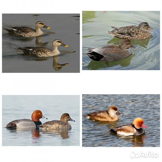 Декоративные утки
