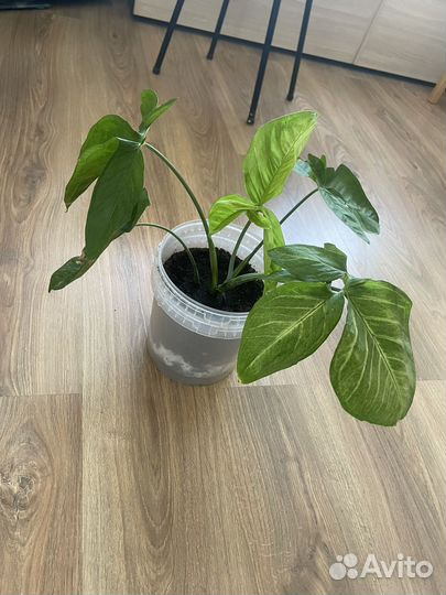 Комнатные растения цветы продам