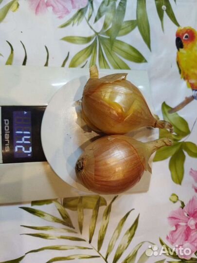 Лук шалот семейный сортовой