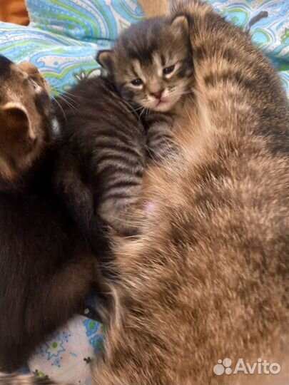 Котята Чаузи ф 3