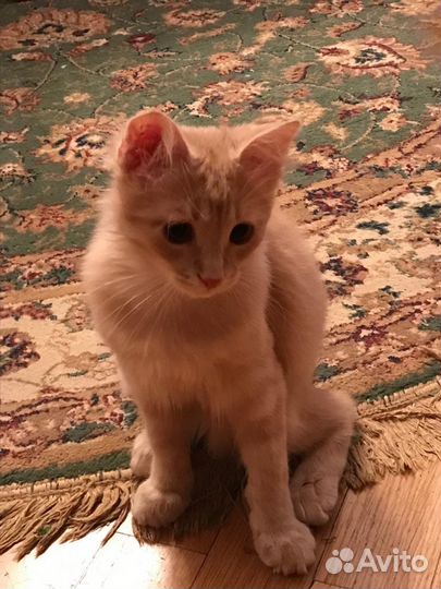 Персиковый котенок в дар