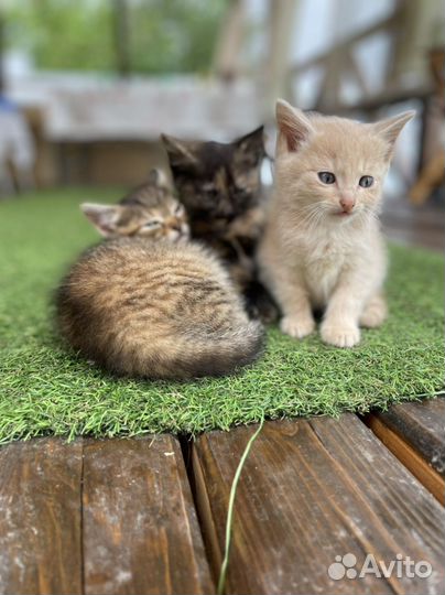 Котята ищут лучших родителей