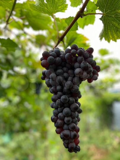 Дача 69,8 м² на участке 35 сот.