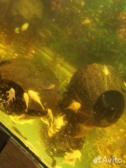 Аквариумные рыбки гуппи, анцыструсы, меченосцы