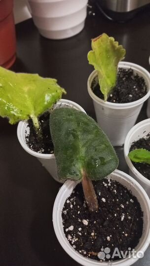 Комнатные растения цветы