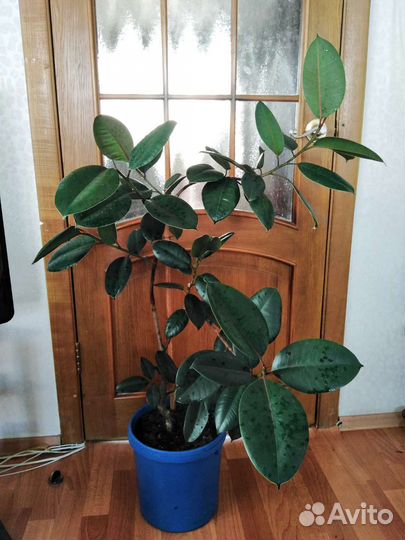 Фикус каучуковый