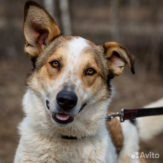 Красивый пес из приюта ищет дом, в добрые руки