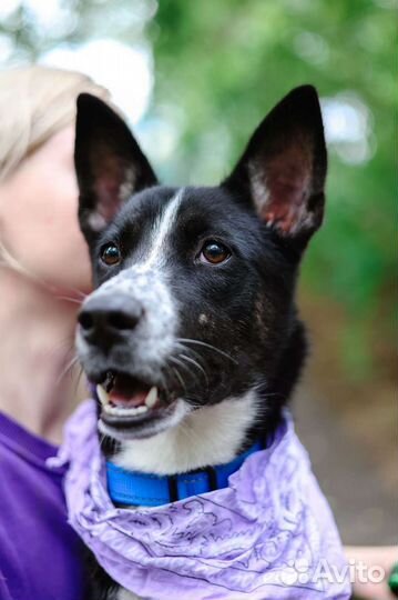 Небольшая, ласковая собака из приюта в квартиру