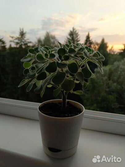 Аихризон рыхлый. Комнатное растение