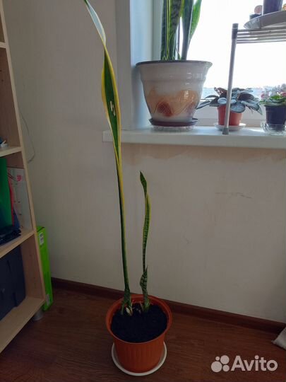 Сансевиерия Лауренти (с жёлтой полос) Щучий хвост