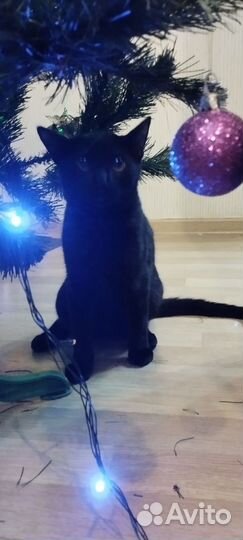 Кот на вязку