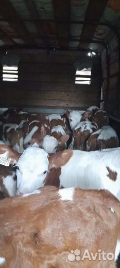 Телята бычки