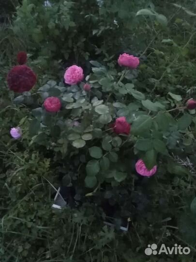 Розы английские парковые