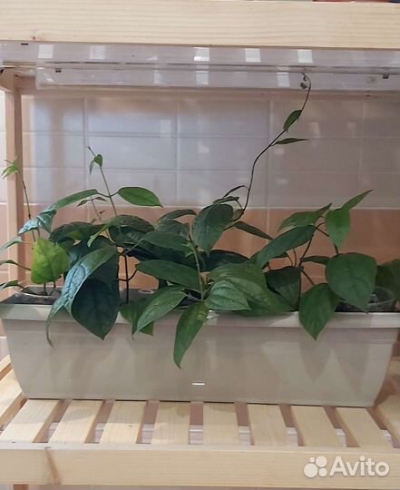 Клеродендрум томпсон