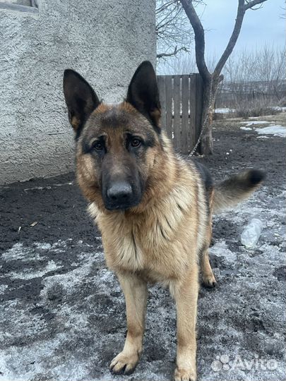 Собака немецкая овчарка